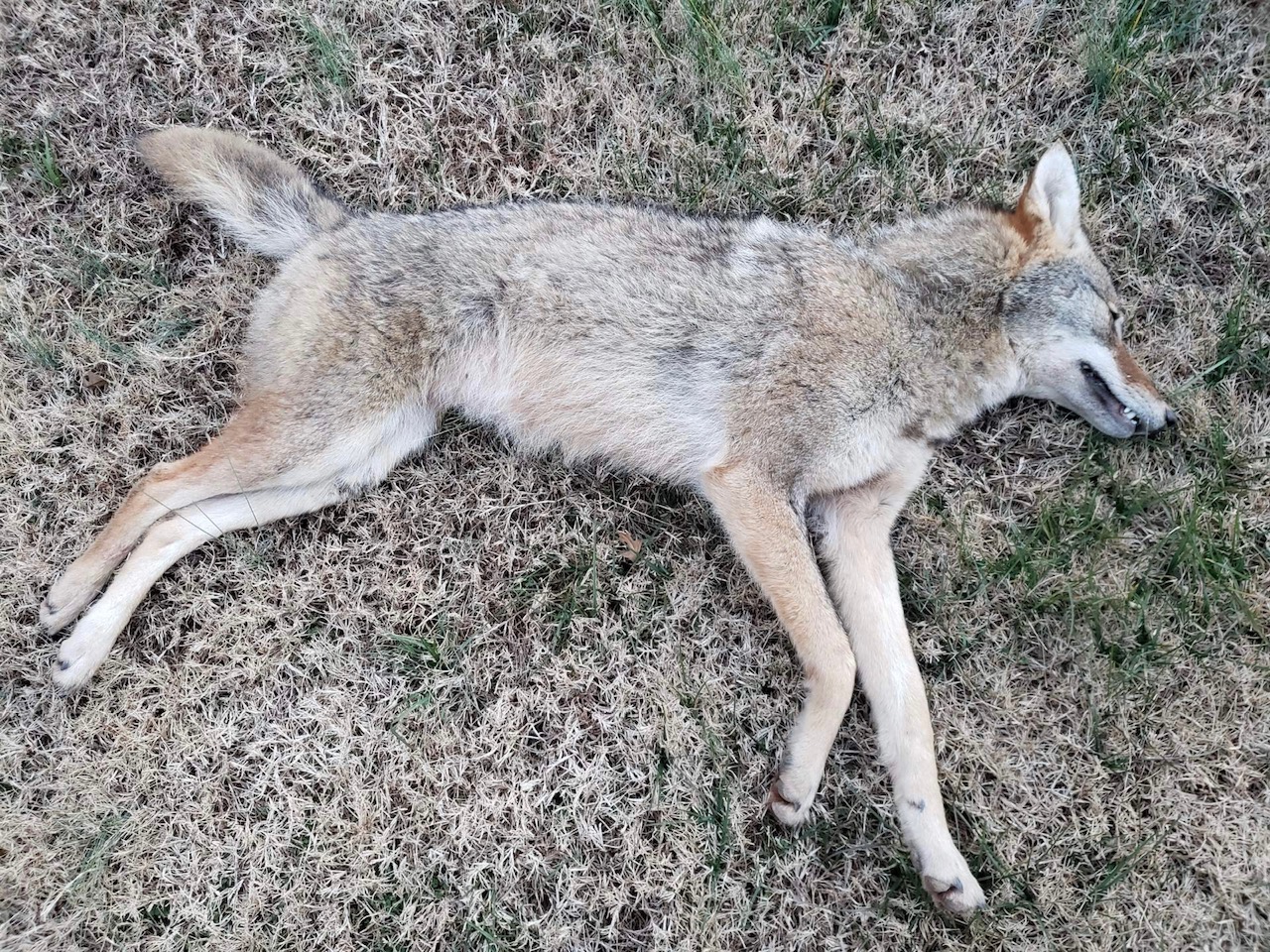 Comprehensive Guide to Trapping Coyotes Mossy Oak